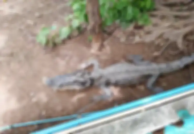 Padahal Sudah Diberi Makan, Buaya di Kebun Binatang Ini Tubuhnya Kurus Bak Kerangka Hidup, Setelah Dibedah Isi Perutnya Mengejutkan Ternyata Disebabkan Ulah Manusia