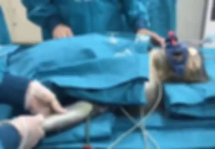 Lagi-lagi China Terungkap Bikin Ekperimen Gila, Monyet Hatinya Dicangkok dengan Hati Babi, Hasilnya Mengejutkan Inilah yang Terjadi pada Si Monyet