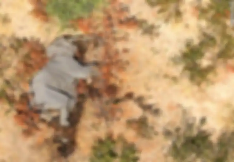 Misteri 275 Gajah Mati Bukan karena Perburuan, Tubuhnya Utuh Namun Tunjukkan Gejala Kelumpuhan atau Pincang hingga Sekarat