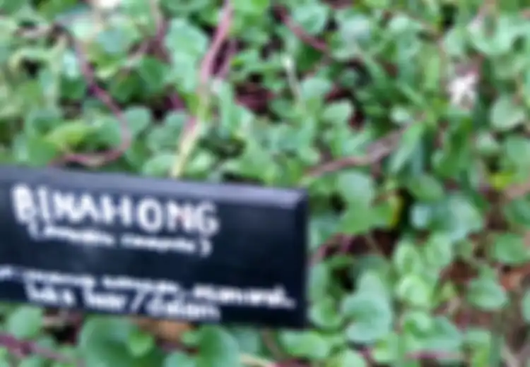 Ini 15 Manfaat Kesehatan Daun Binahong, yang Kedua Luar Biasa!