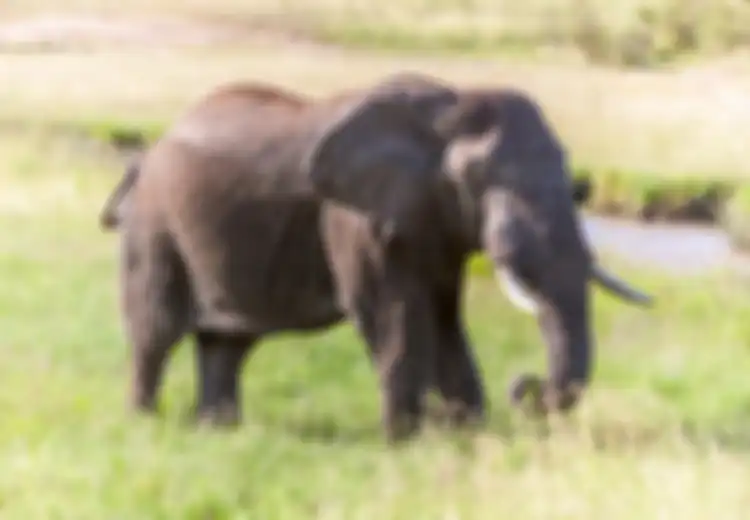 Lebih dari 300 Gajah di Afrika Mati Secara Misterius, Diduga Karena 'Racun dari Alam' yang Menggenang di Air, Ada Apa Sebenarnya?