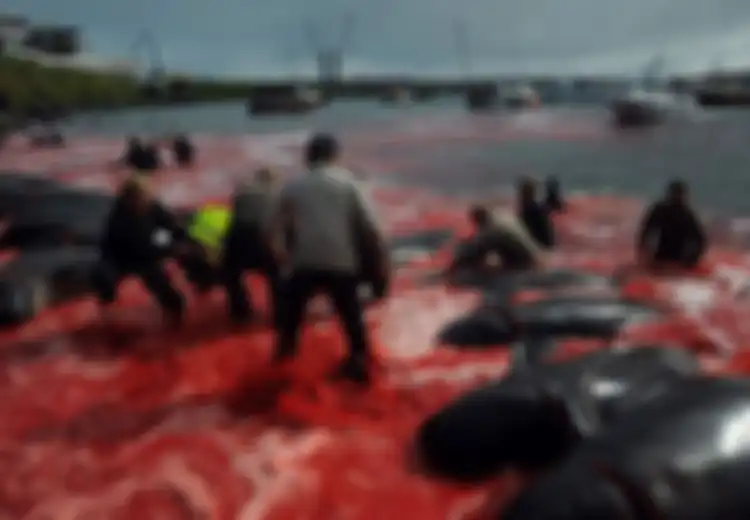 Gambar-gambar Ini Bikin Bergidik Ngeri, Ungkap Saat Laut Berubah Merah Darah, Ada 250 Paus dan 35 Lumba-lumba 'Dibantai dengan Brutal'