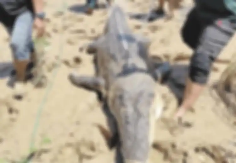 Dianggap Biang Keladi Hilangnya Warga Sekitar Secara Misterius, Warga Kaget Temukan Buaya Seberat 350 Kg Mengambang Mati, Saat Dibedah Isi Perutnya Bikin Jantungan