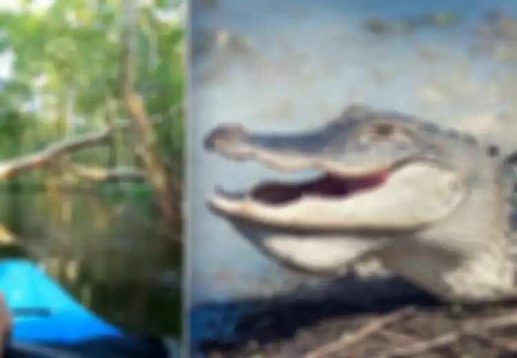 (Video) Mengejutkan, Pria Ini Sedang Susur Sungai Saat Reptil Purba Buas Menabraknya hingga Jatuh ke Air, Bagaimana Caranya Lolos dari Buaya Agresif di Musim Kawin
