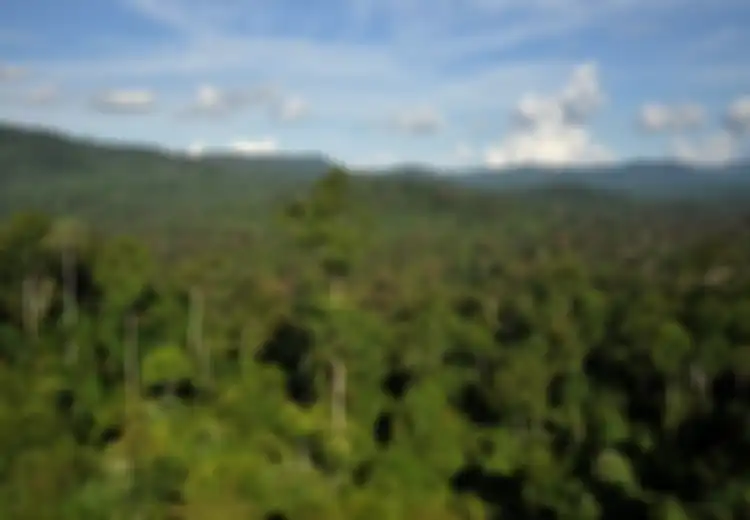 Ditipu di Malaysia, Pria Ini Jalan Kaki Masuki Hutan Nunukan yang Dipenuhi Binatang Buas Selama 8 Hari, Hanya Makan Garam dan Vetsin, Begini Kondisinya Ketika Ditemukan Warga