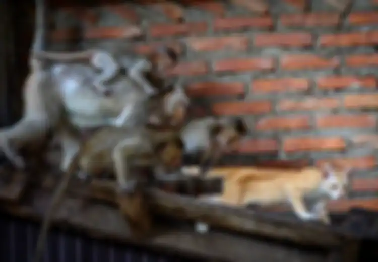  India Dilanda Perang Antar Geng Monyet, Renggut Nyawa 7 Manusia Dalam Tiga Bulan, Ini Kronologisnya!
