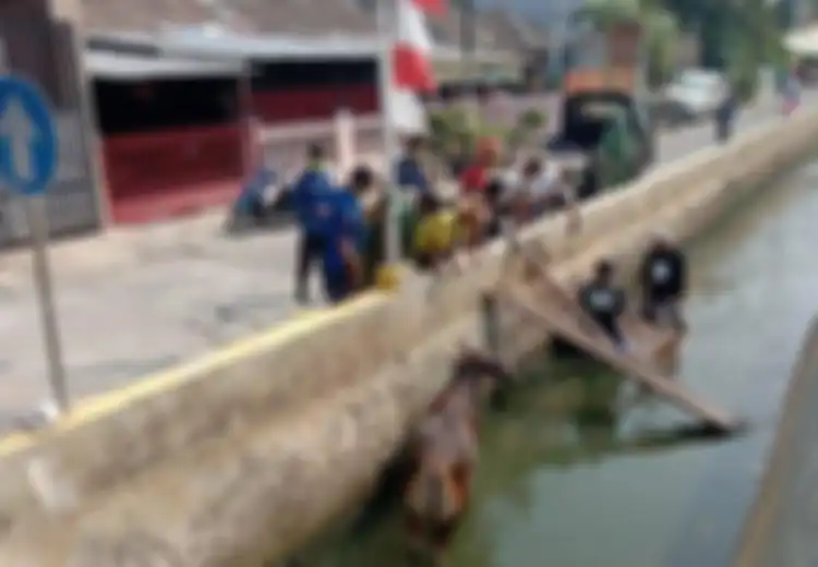 Terus Mengamuk Selama di dalam Aliran Kali, Seekor Sapi Awalnya 'Marah Besar' hingga Nyemplung ke Sungai di Perumahan Kawasan Depok