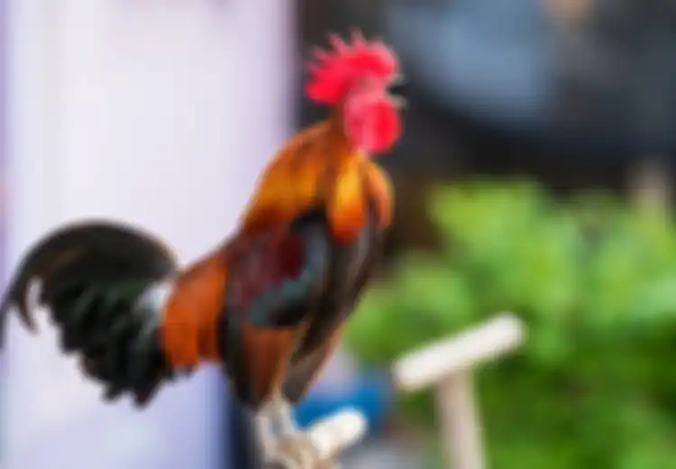 Seorang Wanita Berkokok Menganggap Dirinya Ayam, Kejang Lalu Sadar Kembali, Ini Penjelasan Dokter tentang Zoanthropy