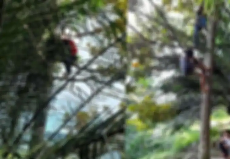(Foto) Mengintip Perjuangan Para Siswa untuk Belajar Online, Terpaksa Panjat Pohon untuk Cari Signal hingga Jalan Kaki Sejauh 2 Km