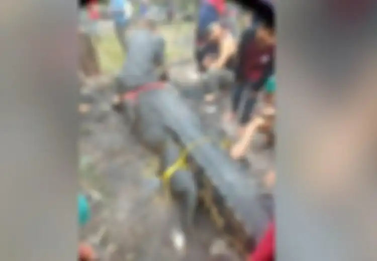 'Monster Purba' Sepanjang 4 Meter Mengganas Terkam Pemancing, Dukun dan Warga Kampung Ini Justru Punya Kepercayaan Unik Berikut...