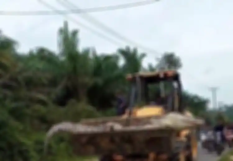 Usianya Capai 112 Tahun, Buaya Raksasa dengan Panjang Hampir 5 Meter Ini Sempat Mengamuk saat Dilumpuhkan hingga Diangkut Buldoser