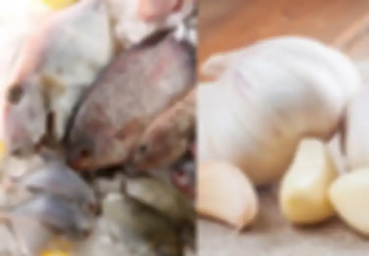 Tidak Disangka, Wanita Ini Iseng-iseng  Membalur Ikan dengan Bawang Putih Sebelum Digoreng, Dia Terkejut Setelah Melihat Hasilnya, Ini Dia!