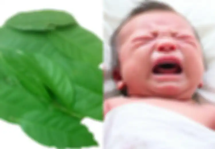 Gunakan Daun Salam untuk Meredakan Kolik Alami pada Bayi, Mau Coba?