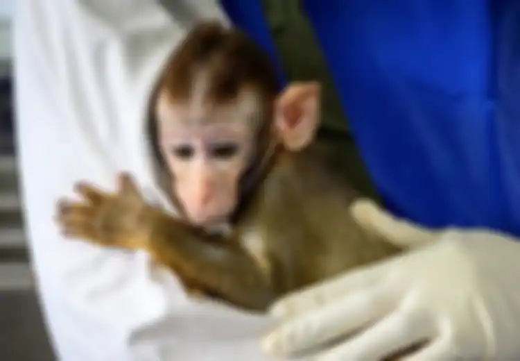 China Disebut Menimbun Monyet-monyet hingga AS Kekurangan Monyet untuk Uji Coba Virus Corona, Sebelumnya China Sediakan 60 Persen dari 35.000 Monyet