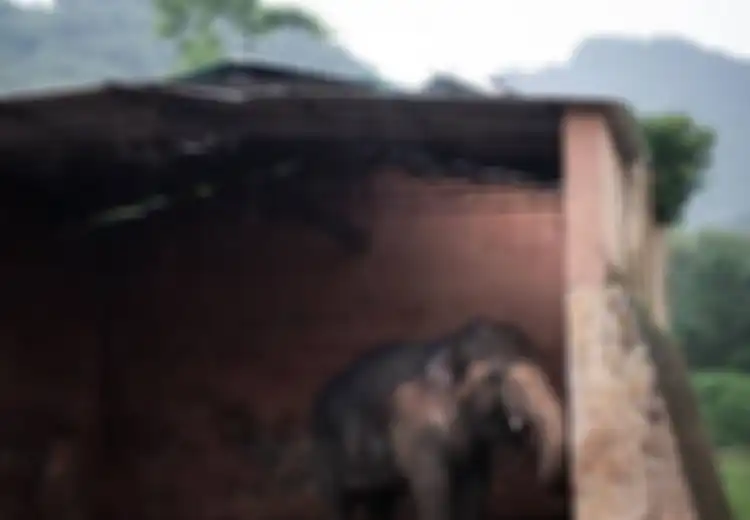 'Gajah Paling Kesepian di Dunia' Akhirnya Dibebaskan Setelah 35 Tahun 'Dianiaya' di Kebun Binatang Sampai Stres, Begini Kondisinya Sekarang
