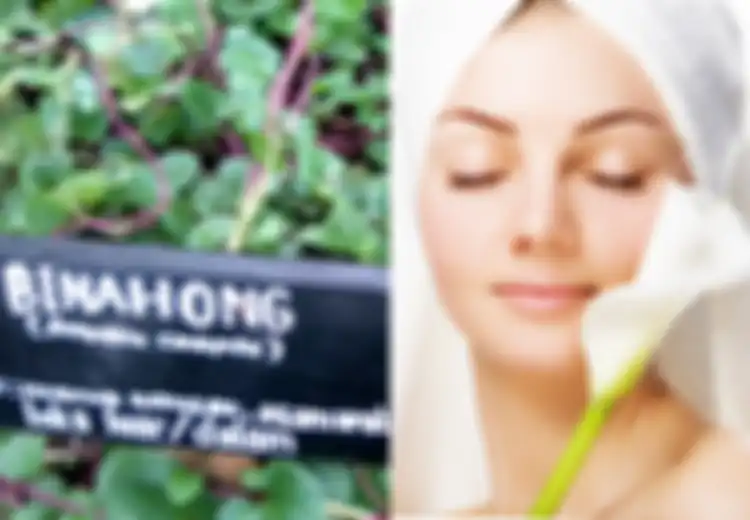 Mau Kulit Wajah Glowing dan Mulus Seperti Artis Korea, Coba Lakukan Perawatan Kulit Secara Alami dengan Daun Binahong, Dijamin Cantik Luar Dalam
