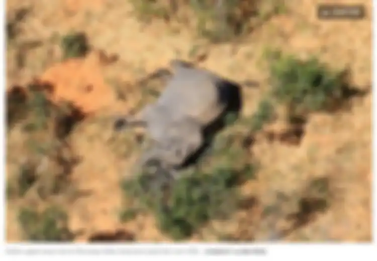 Ratusan Gajah Mati Secara Misterius dengan Gading yang Masih Utuh, Rupanya Inilah Penyebabnya