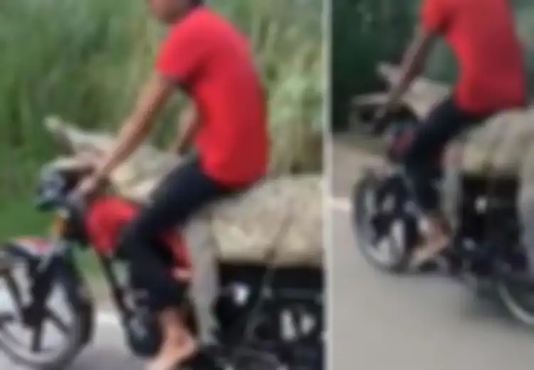 Nekat! Pria Ini Sengaja Mengangkangi Buaya Hidup Sepanjang 2,5 Meter dan Membawanya Menggunakan Sepeda Motor, Dia Juga Pamer di Jalanan!