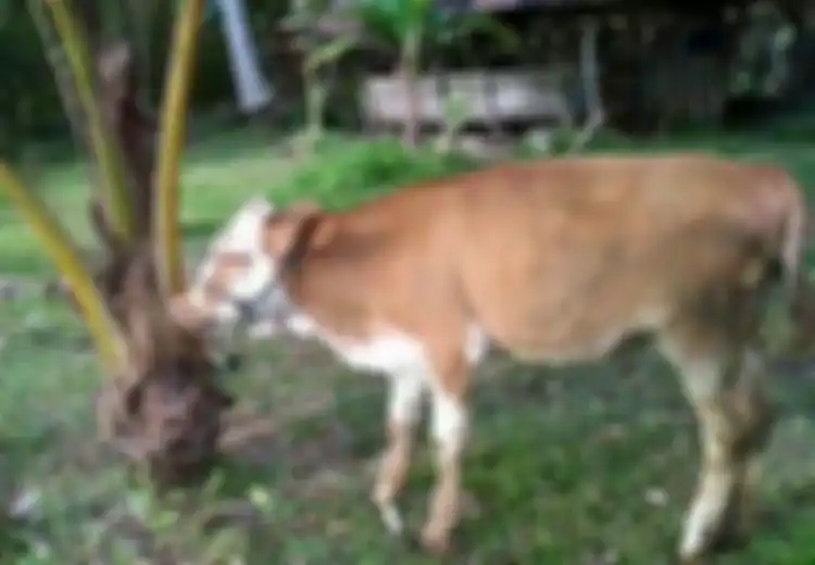 Istrinya Tewas Terlilit Tali Sapi saat Sedang Menggembala, Pria Ini Pingsan saat Lihat Kondisi Korban, Warga Sampai Ketakutan