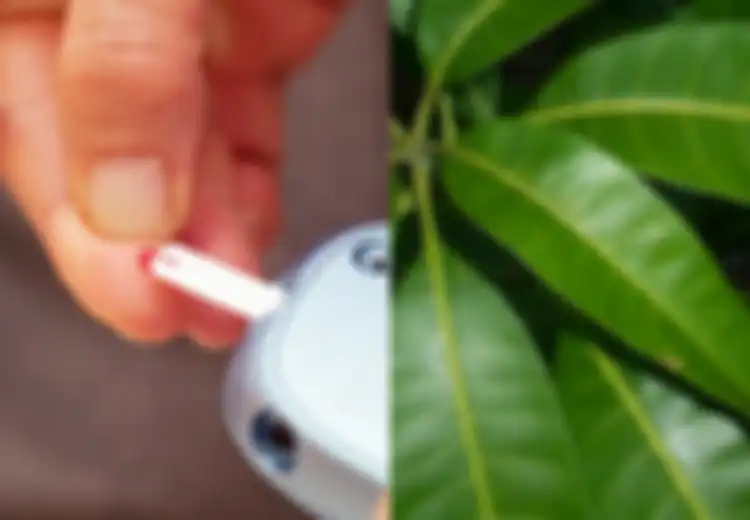 Kabar Baik untuk Penderita Diabetes, Coba Minum Air Rebusan Daun Mangga Setiap Hari, Rasakan hal Menakjubkan Ini