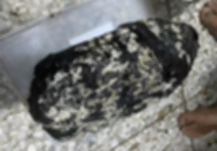Ditemukan Dengan Cara Tak Terduga Batu Burik Berwarna Hitam Ini Ternyata Berharga Rp3 Miliar, Ilmuwan Menyebutnya Emas Mengambang, Ini Kelebihannya!