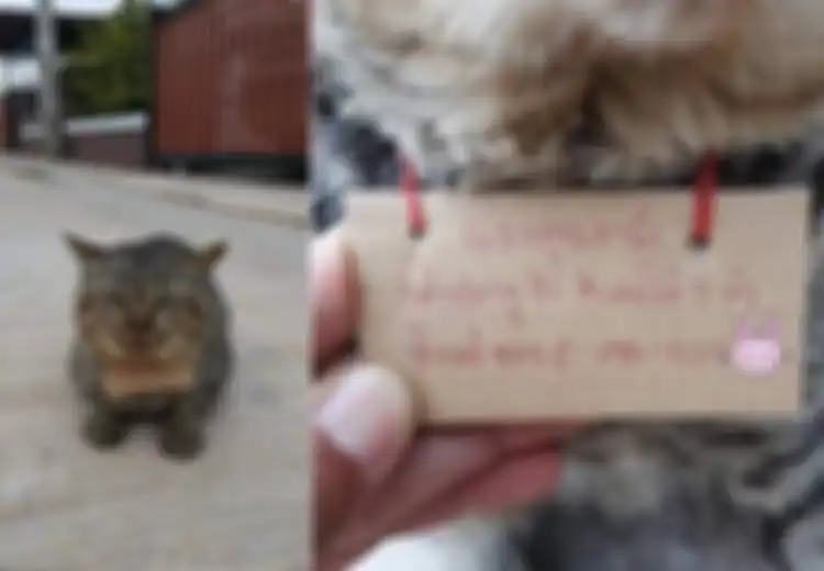 Sungguh Lucu! Kucing Peliharaan Hilang 3 Hari, Tiba-tiba Pulang Bawa Daftar Utang, Kok Bisa?