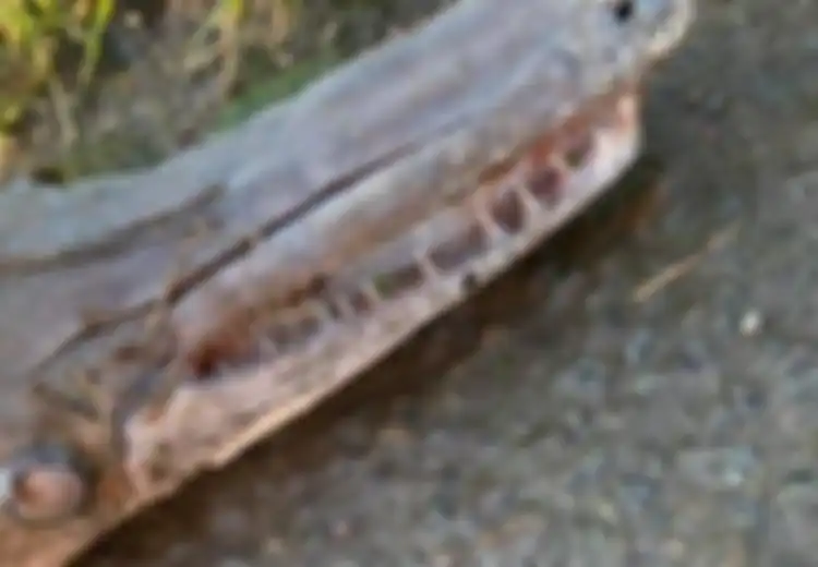 Miliki Hidung Panjang Dilengkapi Puluhan Gigi Tajam, Mahkluk Ini Menghebohkan karena Seperti Ikan Tapi Mirip Buaya, Apa Sebenarnya?