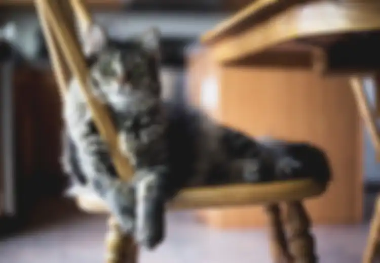 Pemilik Kucing Perlu Tahu Ini! Tidak Semua Makanan Manusia Bisa Dimakan Kucing, 7 Makanan Ini Berbahaya Buat Kucing!