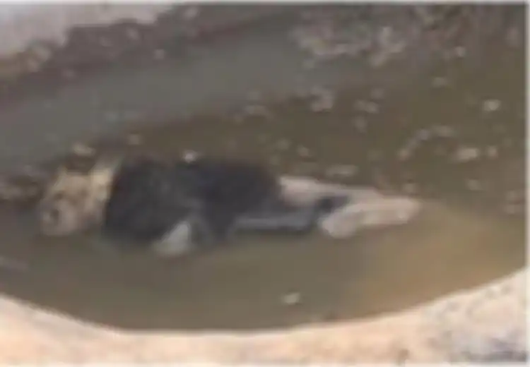 'Ini Menyedihkan dan Kejam', Jelas-jelas Singa Ini Mati di Kolam Kebun Binatang, Tapi Manajemen Berkilah Sang Singa Masih Hidup