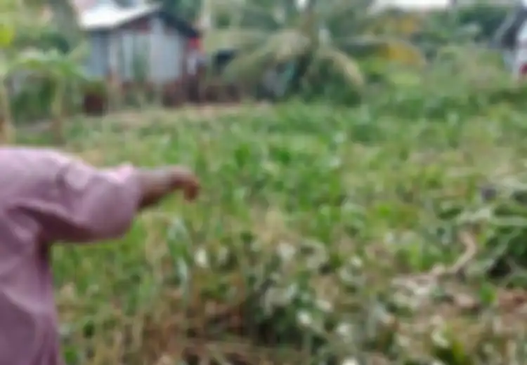 Bersembunyi di Rawa, Perampok Emas Ini Hilang Mendadak di Hadapan Warga, Tak Kunjung Muncul Meski Sudah Dikepung Polisi Berjam-jam