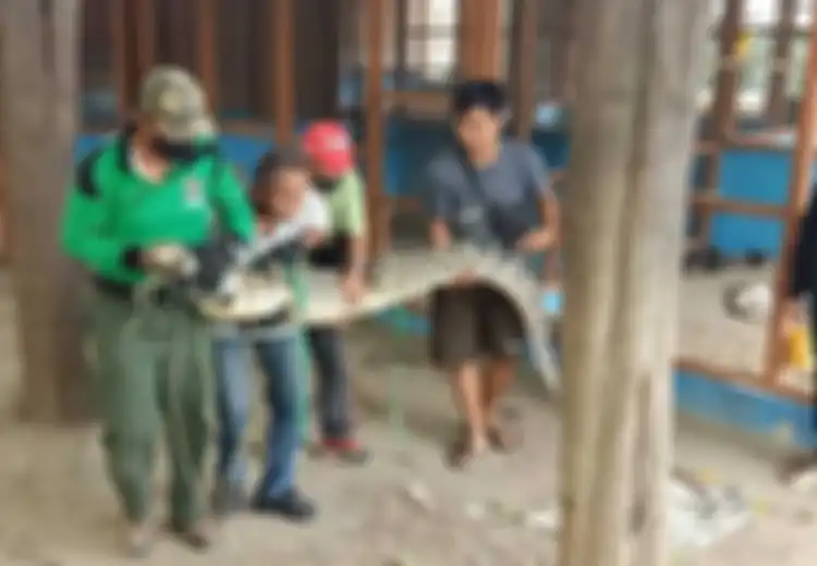 Heboh, Buaya Sepanjang 2,9 Meter Masuk di Parkiran Mal, Sedang Mencari 'Harta Berharga' Ini?