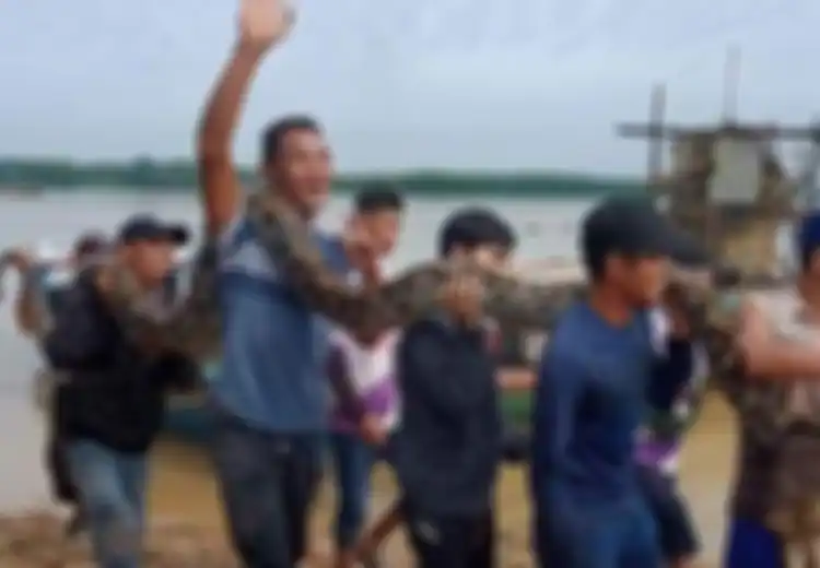 Gegara Mangsa 2 Ekor Kambing Warga, Ular Piton Sepanjang 7 Meter Ini Diburu 18 Orang dan Akhirnya Berhasil Ditangkap