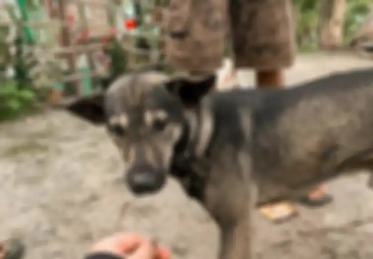 Suara Gonggongannya Bak Memberi Pertanda Sesuatu, Tak Disangka Anjing Tersebut Ingin Menunjukkan Pemandangan yang Sangat Memilukan Ini