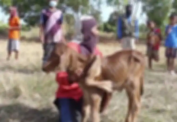 Warga Desa Berbondong-bondong 'Menyembah' Anak Sapi yang Terlahir dengan 5 Kaki, Mereka yang Sudah Melihat Sapi Ini Kemudian Bermimpi Akan Hal Unik Ini