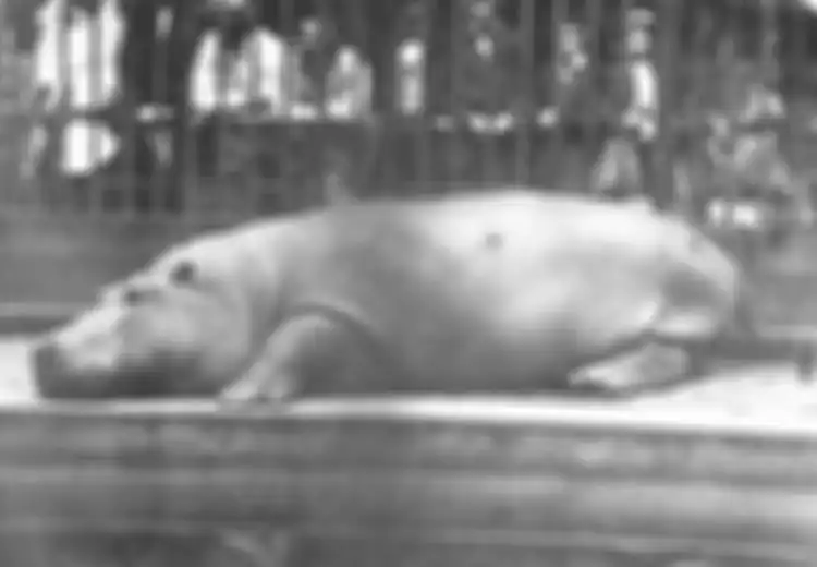 Kisah Saat Kuda Nil Hampir Menyelamatkan Amerika Sampai Dibuta RUU Hippo: Ikan Dimusnahkan, Sesuatu Harus Dilakukan