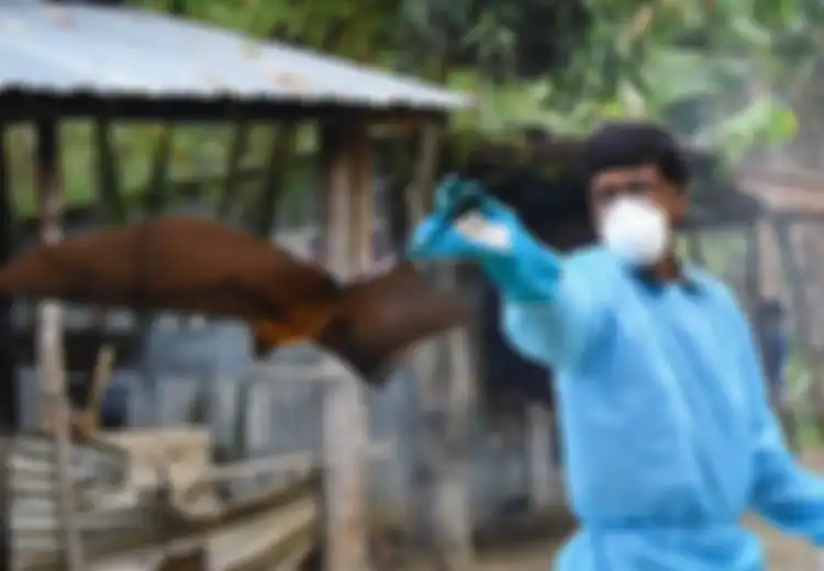 Diprediksi Kuat Jadi Pandemi Berikutnya Pengganti Virus Corona, Ilmuwan Sebut Kkhawatir Virus Nipah Semakin Mudah menyebar, 'Mereka Menyebar Seperti Api'