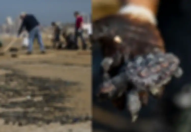 Polusi Besar-besaran Akibat Tumpahan Minyak di Pantai Israel Hancurkan Kehidupan Laut, Ada Tuduhan Israel yang Disangkal Yunani, Apa yang Terjadi?