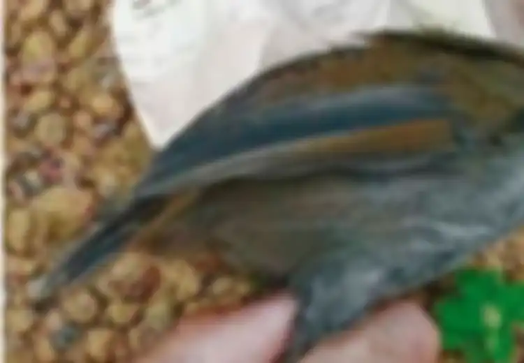 Ditemukan Warga Secara Tidak Sengaja, Burung Pelanduk Kalimantan yang Sempat Menghilang 172 Tahun Muncul Lagi, Difoto Warga Lalu Dilepaskan Kembali