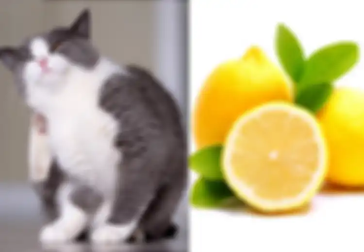 Punya Peliharaan Kucing dan Sebal dengan Kutunya? Begini 5 Cara Rumahan Ampuh Basmi Kutu Kucing, Salah Satunya dengan Buah yang Masam Ini