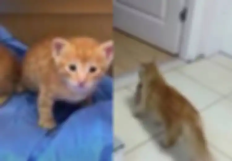 Mengeong Lama Sekali, Video Induk Kucing Bawa Anaknya ke Rumah Sakit untuk Berobat Ini Viral, Staf Medis Segera Memeriksanya: 'Kami Sangat Emosional'