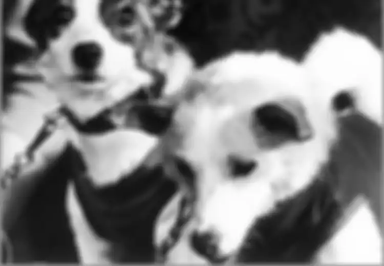Belka dan Strelka, Sepasang Anjing Pertama yang Selamat dari Misi Luar Angkasa Uni Soviet, Berkat Mereka Soviet Makin Percaya Diri Kirim Orang Pertama Meluncur ke Luar Angkasa