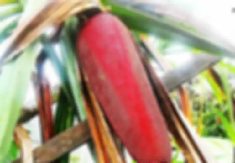 Kisah si Emas Merah yang Sempat Cetak Uang Merah dan Naiknya Ekonomi di Tanah Papua, Selalu Tersedia Setiap Kali Upacara Bakar Batu Diadakan