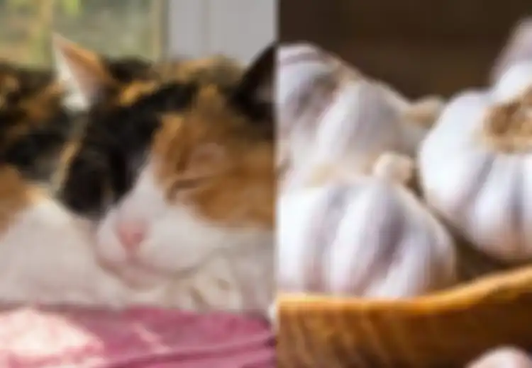 Kucing Tiga Warna; Makanan Berikut Ini Bisa Jadi Racun bagi Calico