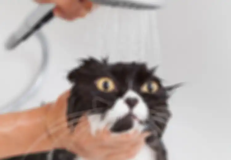 Tidak Perlu Bersusah-susah Ajak Kucing Mandi, Ini Rupanya yang Bikin Kucing Benci Air, Ajari Sejak Kecil Agar Terbiasa!