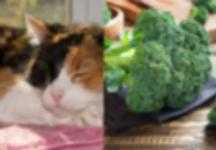 Kucing Tiga Warna; 8 Makanan Manusia Aman Dikonsumsi Kucing Calico