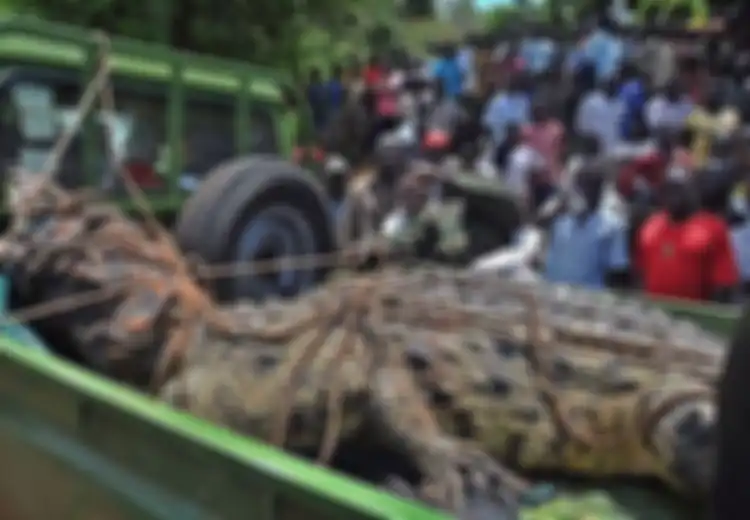 Panjangnya Hampir 5 Meter, Buaya Ini Pernah Mangsa 80 Penduduk Desa, Kisahnya Mengerikan Cara Sang Predator Itu Memangsa Manusia Bagaikan di Cerita Fiksi