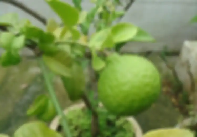 Sering Cuma Jadi Bahan Penyedap Masakan, Ternyata Manfaat Jeruk Purut Tak Main-main, Ayo Segera Cari Tahu!