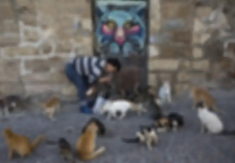 9 Tradisi Unik Ini Hanya Ditemukan di Tel Aviv Saat Anda Kunjungi Israel, Salah Satunya Beri Makan Kucing Liar