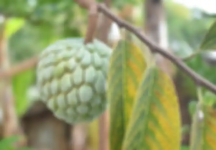 Ibu Hamil di Indonesia Sama Sekali Tidak Tahu, Ternyata Konsumsi Buah Srikaya Bisa Cegah Berbagai Masalah Ini Selama Kehamilan, Nyesal Baru Tahu!