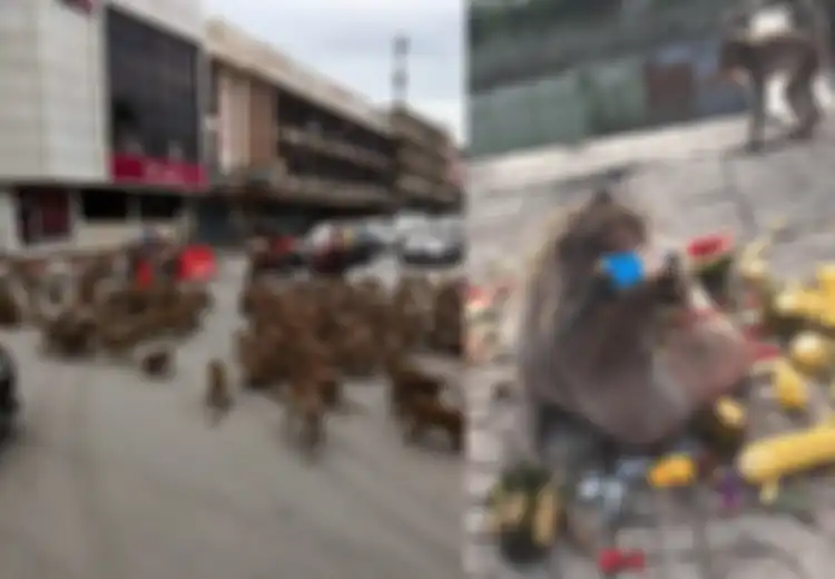 Kini Kelaparan Sampai Picu Perang Antar Geng, Dua Tahun Lalu Monyet di Thailand Justru Sampai Ada yang Obesitas karena Makanan Melimpah, Bahkan Jadi Hewan Langka karena Ini
